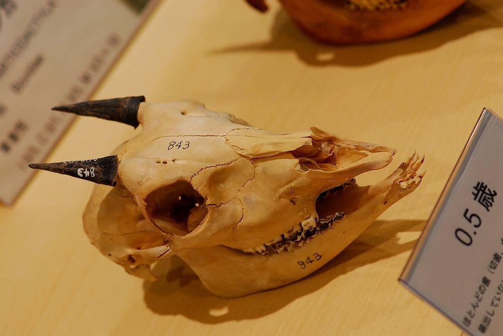 ニホンカモシカ骨格標本など : 三重野生生物談話会BBSブログ(動物編)