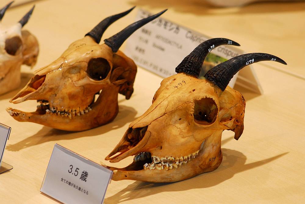 ニホンカモシカ骨格標本など : 三重野生生物談話会BBSブログ(動物編)