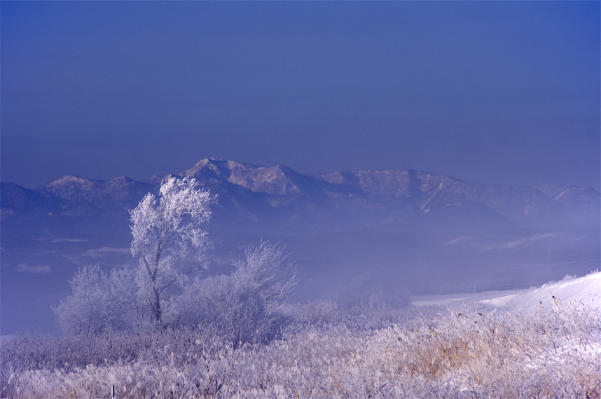 朝霧晴れて白い冬_f0152939_582764.jpg