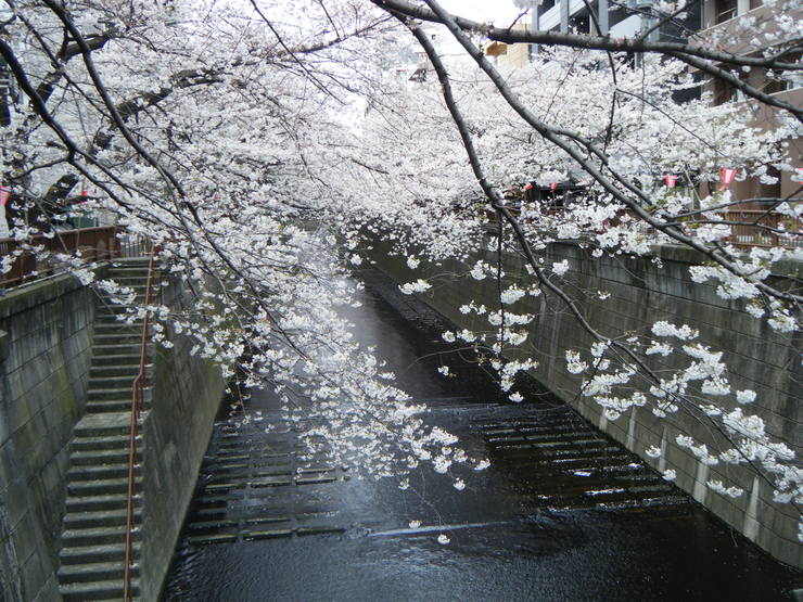 サクラサク、咲きますように。桜づくし。。。_e0060341_14303883.jpg