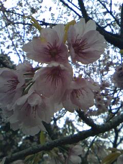 サクラサク、咲きますように。桜づくし。。。_e0060341_1432308.jpg