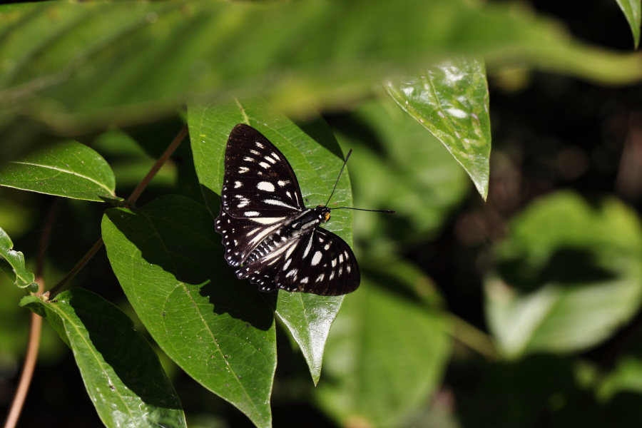 エグリゴマダラ　（2012年2月4日）_a0094850_12322736.jpg