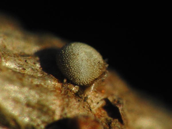 c0045352_15394553.jpg