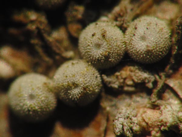 c0045352_1540798.jpg