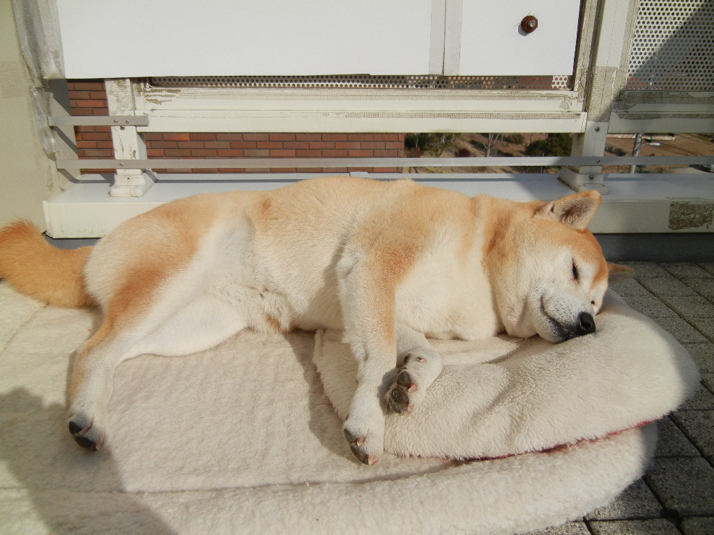 2012年2月1日(水)今日は遼くん記念日です!_f0060461_10204260.jpg