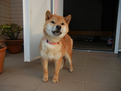 2012年2月1日(水)今日は遼くん記念日です!_f0060461_18493833.jpg