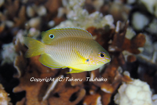 37 ニセネッタイスズメダイ 沖縄本島のスズメダイ