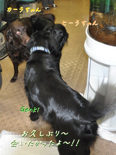 PUPPYご対面_f0176499_3944100.jpg