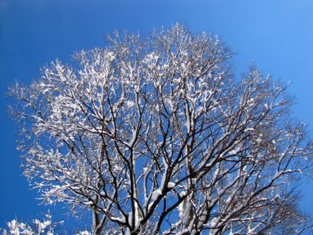 桜のような『雪の花』＆かわいい『雪だるま』_b0051109_1551069.jpg