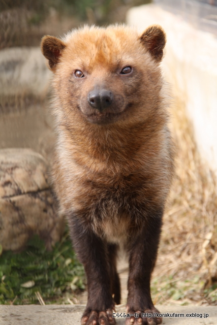 京都のヤブイヌさん識別ガイド その1 : こらくふぁーむ