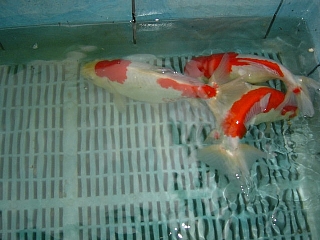 玉サバ紀行2003　阿部養魚場さん_f0214235_17171882.jpg