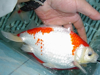 玉サバ紀行2003　阿部養魚場さん_f0214235_17172641.jpg