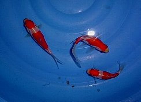 庄内金魚 ３２㎝ 雌 ◇東北元気錦鯉◇ obdtools.cl
