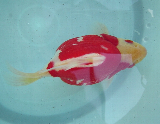 玉サバ紀行03 謎の金魚 福ダルマ 別冊 玉サバ応援隊 After09 金魚な旅