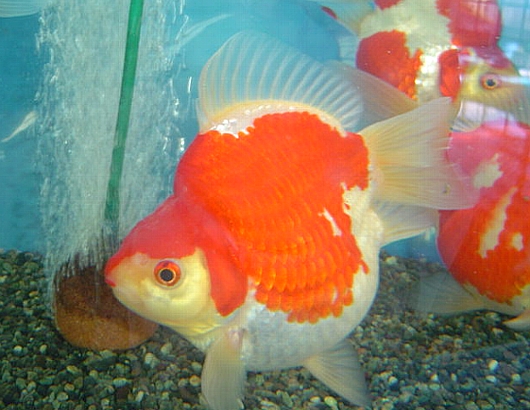 玉サバ紀行03 謎の金魚 福ダルマ 別冊 玉サバ応援隊 After09 金魚な旅 玉サバ紀行03 謎の金魚 福ダルマ 別冊 玉サバ応援隊 After09 金魚な旅