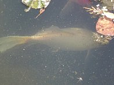 f0214235_4342548.jpg