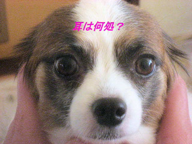 a0149240_1115202.jpg