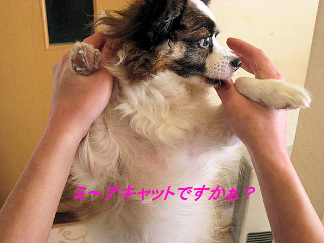 a0149240_11153633.jpg