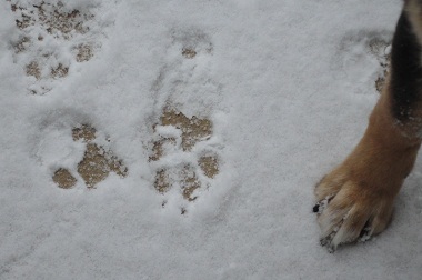 ちょっと大雪です(>_<)_c0211642_125398.jpg