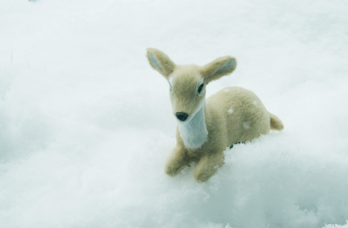 今日は雪*** だけど、もう晴れてきた。_d0129249_11244655.jpg