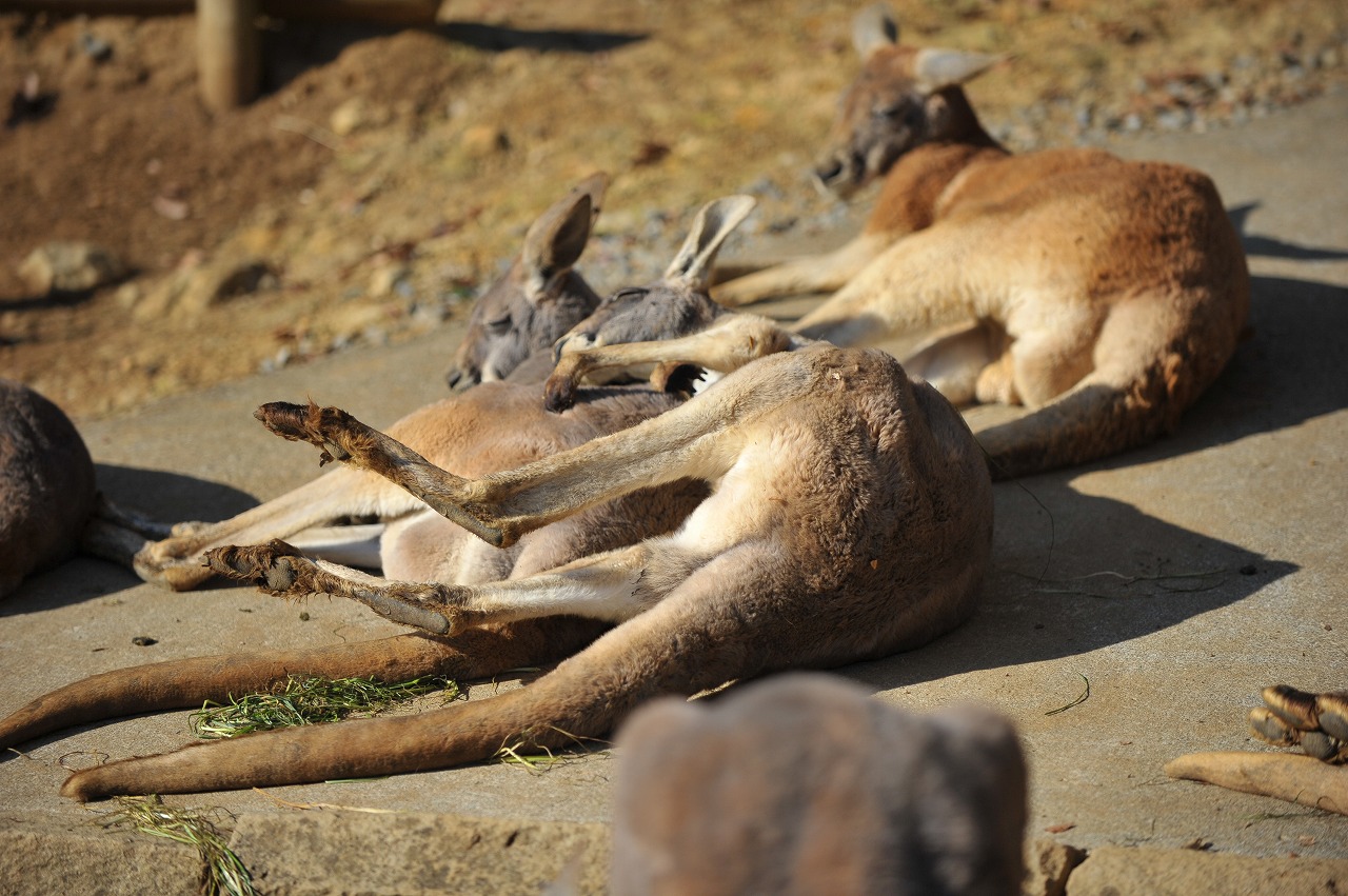 カンガルーも夢を見るのかしら？？_a0142056_18203889.jpg