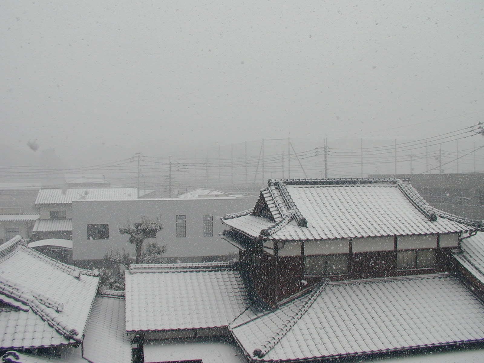 朝から降って積り始めた雪_b0114756_12132647.jpg