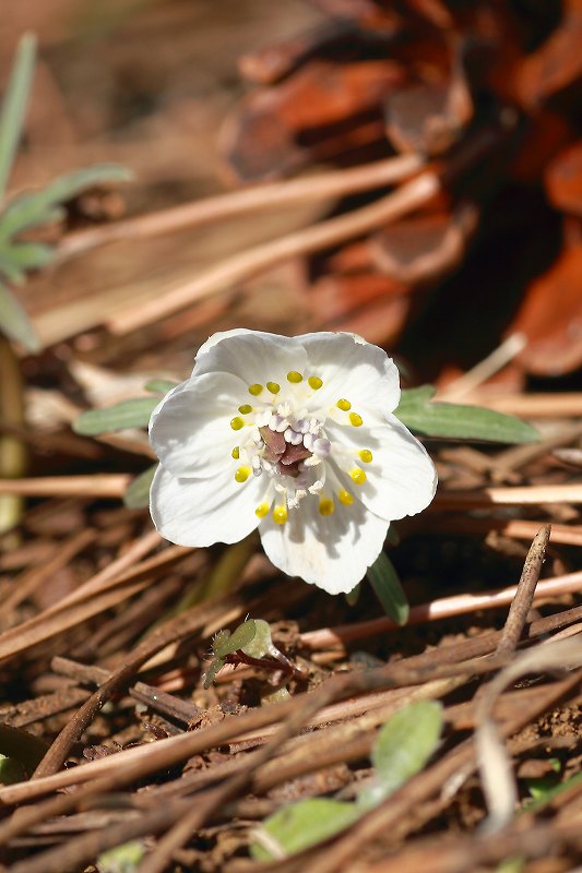 菜の花畑_f0044056_9424134.jpg