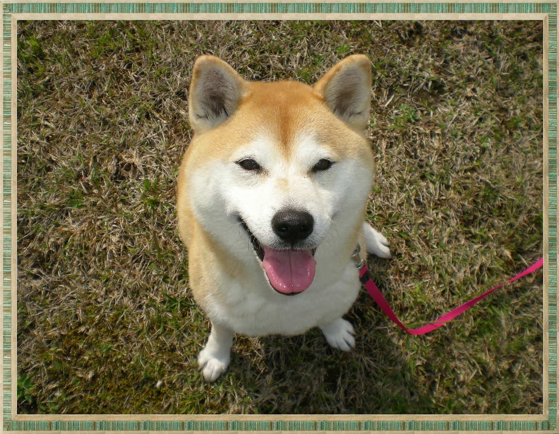 2012年2月2日(木)今日はニャン、ニャンの日?_f0060461_1541454.jpg