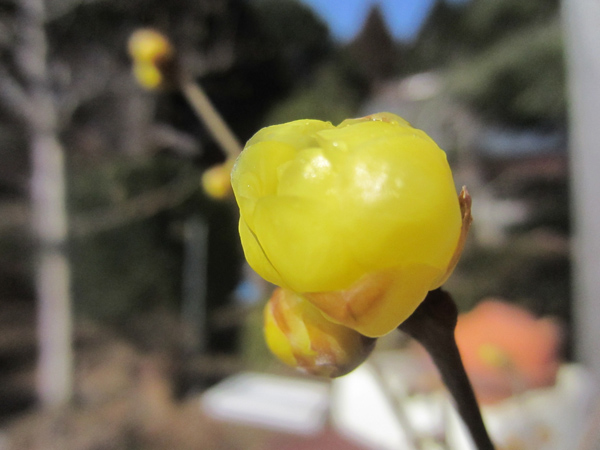 冬の花_d0231263_11494781.jpg
