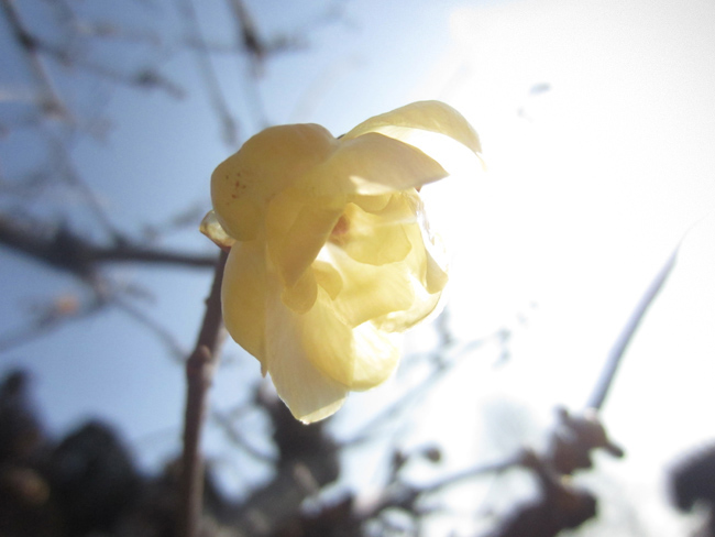冬の花_d0231263_20425798.jpg