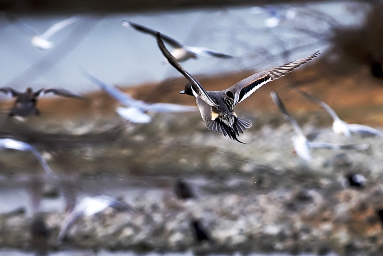 冬の鳥公園ポタ。　20120201_a0050572_23185632.jpg