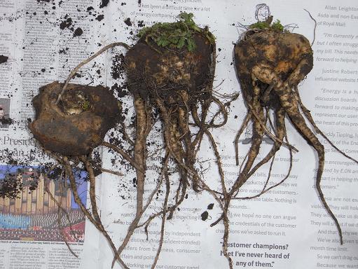 オクトパス それともマンドラゴラ 晴れときどき菜園 イギリスの小さな村の小さなallotmentからー