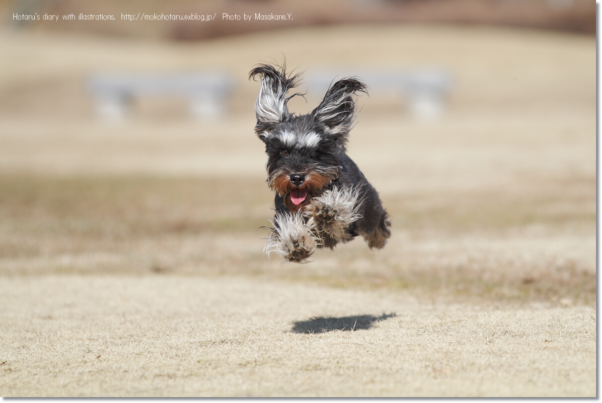 The dog opposing gravity._a0150380_14422138.jpg