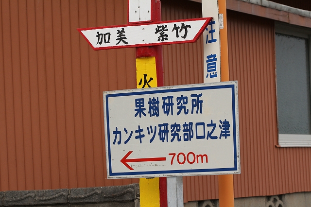 カンキツ研究所のキジラミコレクション_e0250495_223586.jpg