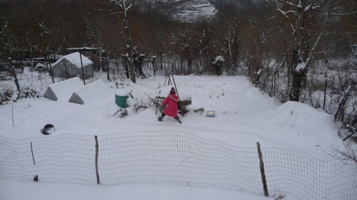 ユキちゃんと雪_f0106597_18594534.jpg