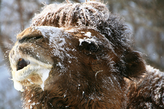 雪ラクダ_b0016600_22482059.jpg