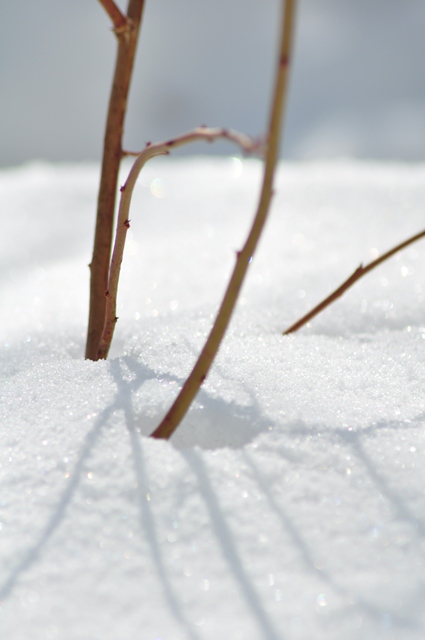 白雪が輝く氷点下のこの頃_b0228502_0424878.jpg