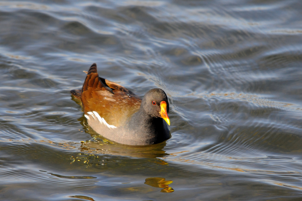 野鳥バン_a0189912_21531081.jpg