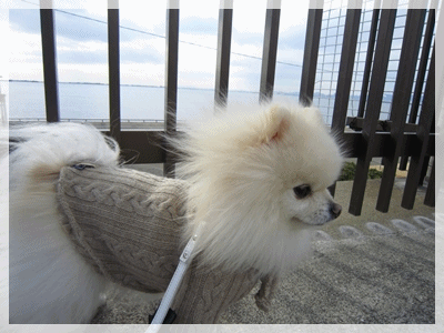 b0167519_9375088.gif