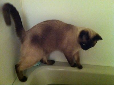 お風呂ねこ シオン チャイとシオンとハクとミル ねこブログ お風呂ねこ シオン チャイとシオンとハクとミル ねこブログ