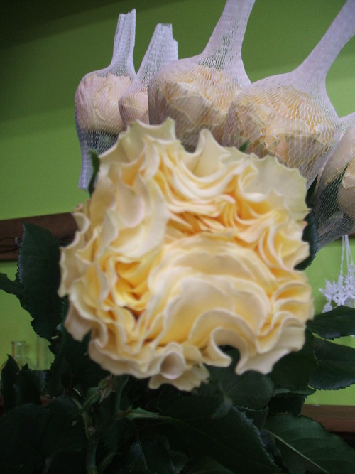 b0239952_2250499.jpg
