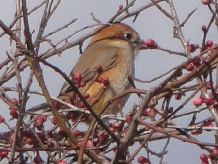 c0108460_1716516.jpg
