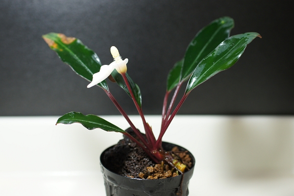 Bucephalandra cf. Motleyana Serian