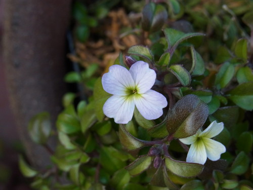 b0194267_17154840.jpg