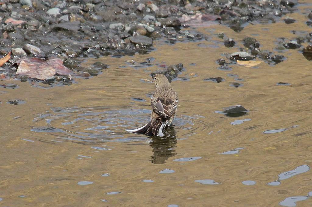 珍しいタヒバリの水浴び／オシドリこれでは飛べません_b0024798_10164377.jpg