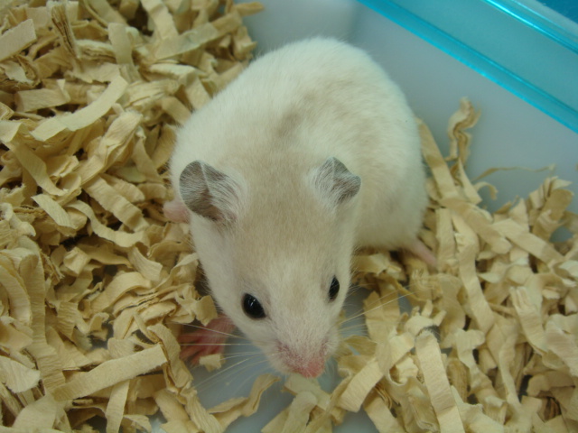 中型インコ・うさぎ・チンチラ・ハムスター_f0189122_12251036.jpg