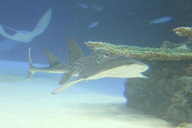 2011/09/03サンシャイン水族館の生物達その２_f0221023_14124764.jpg