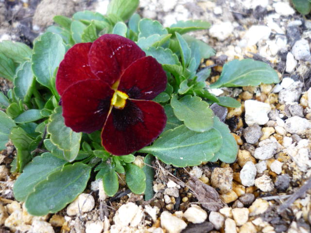 c0117525_21504882.jpg