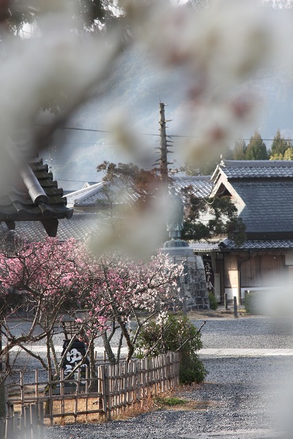 嵐山梅巡り －清涼寺－_b0169330_94579.jpg