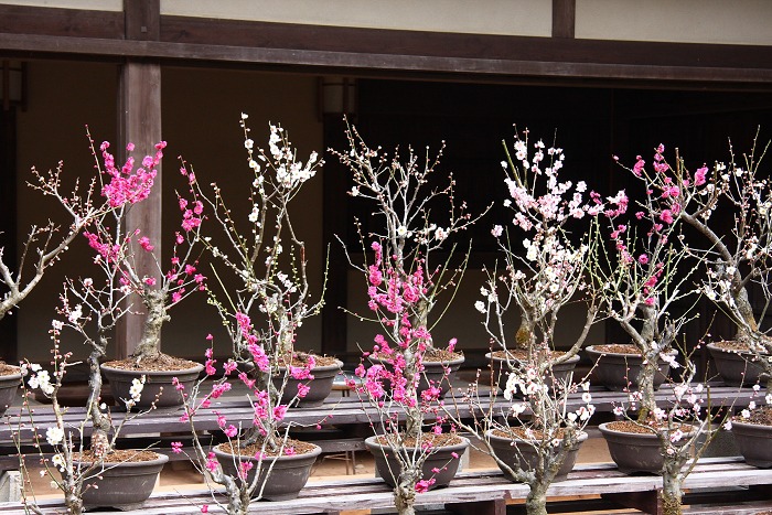 嵐山梅巡り －常寂光寺－_b0169330_9483053.jpg